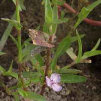 Murdannia striatipetala Faden